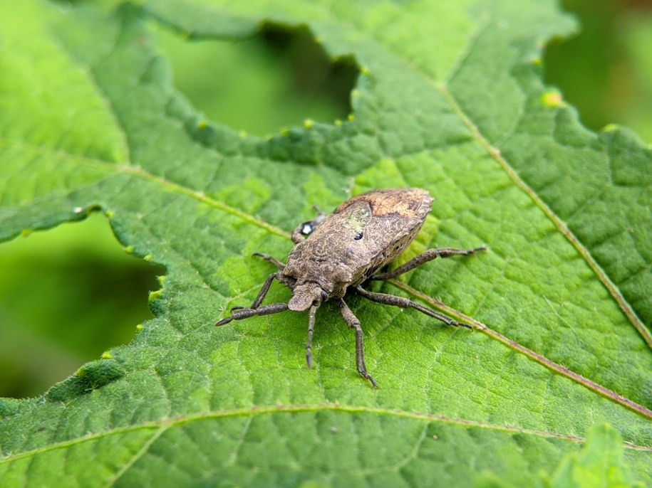 Pluskwiak (Hemiptera) na zdjęciu ilustracyjnym /Shutterstock