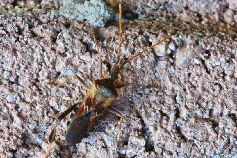 Pluskwiaki dorastają nawet do dwóch centymetrów i przypominają wyglądem karaluchy /Creative Touch Imaging Ltd./NurPhoto /Getty Images