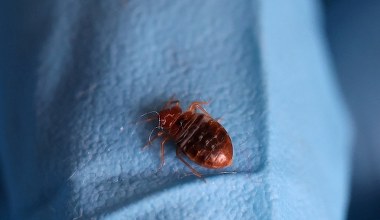 Pluskwy uderzają coraz bliżej Polski. Eksperci mówią, jak sobie poradzić