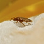 Pluskwy uwielbiają tę roślinę. Lepiej nie przynoś jej do domu