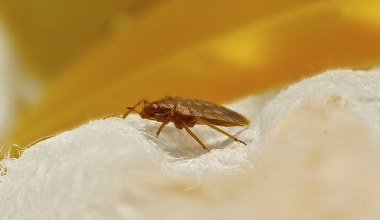 Pluskwy uwielbiają tę roślinę. Lepiej nie przynoś jej do domu