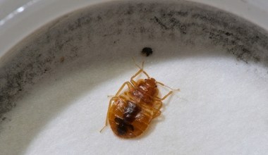 Pluskwy w podstawówce. Konieczne będzie zamknięcie szkoły 