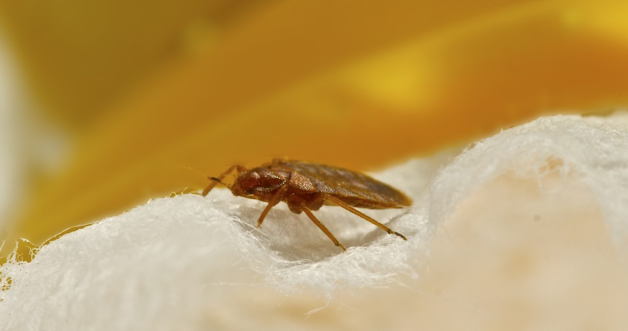 Pluskwy w szczególności upodobały sobie pewne rośliny doniczkowe /123RF/PICSEL