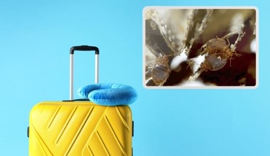 Pluskwy wracają do Europy. Problem pojawia się również w Polsce