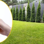 Płyn do mycia naczyń na trawniku? Sprawdzamy ogrodniczy hit!