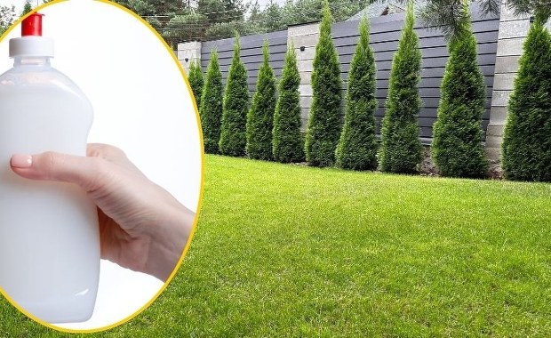 Płyn do mycia naczyń na trawniku? Sprawdzamy ogrodniczy hit!