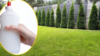 Płyn do mycia naczyń na trawniku? Sprawdzamy ogrodniczy hit!