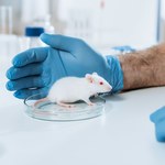 Płyn mózgowo-rdzeniowy może "odmłodzić" starsze myszy