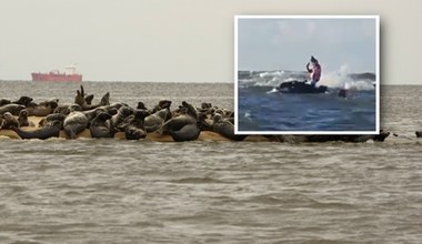 Pływał skuterem i płoszył foki nad Bałtykiem. Potem zrobił z nimi selfie