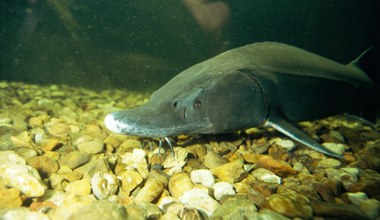 Pływały z Bałtyku do Wisły. Trwa walka, aby wielkie ryby wróciły do Polski