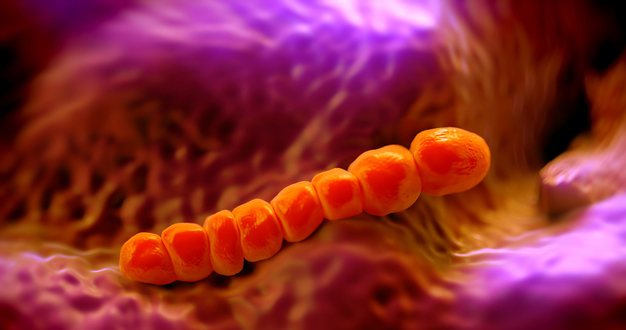 Pneumokoki są jednymi z najbardziej niebezpiecznych bakterii /123RF/PICSEL