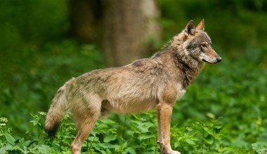 Po 200 latach wróciły do europejskiego kraju. Podzieliły ludzi na dwa obozy