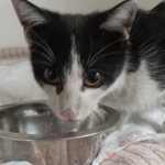 Po 9 dniach uratowano kotka, który utknął w rurze ciepłowniczej w Rzeszowie