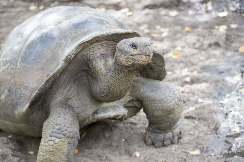 Po analizie DNA okazało się, że żółwie mieszkające na jednej z Wysp Galapagos należą do nieznanego wcześniej gatunku (zdjęcie ilustracyjne) /Christian Ender / Contributor /Getty Images