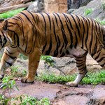 Po atakach tygrysa ludojada Malezja podjęła radykalne kroki