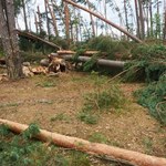 PO chce, by wojewoda pomorski przekazał swą nagrodę poszkodowanym przez wichury