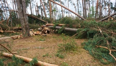 PO chce, by wojewoda pomorski przekazał swą nagrodę poszkodowanym przez wichury