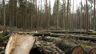 PO chce komisji śledczej ws. wycinki w Puszczy Białowieskiej