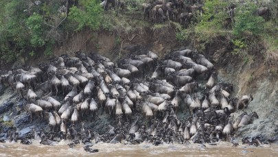 Po co antylopy gnu gnają, giną i gniją?