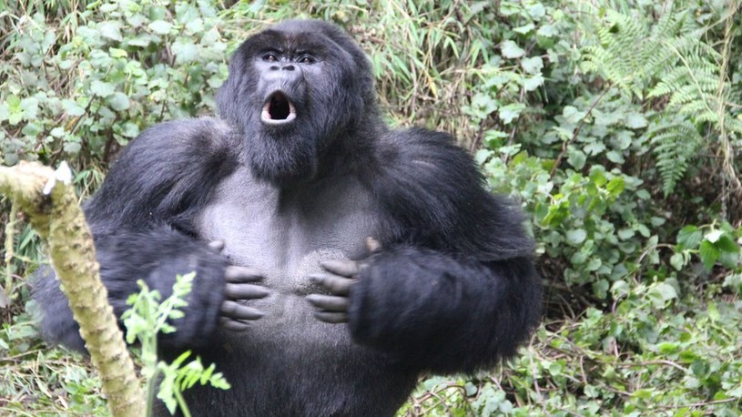 Po co goryle uderzają się w klatkę piersiową? W końcu znamy odpowiedź /Geekweek