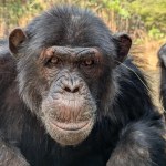 Po co szympansy wtykają sobie trawę... do uszu. I nie tylko