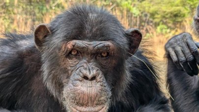 Po co szympansy wtykają sobie trawę... do uszu. I nie tylko