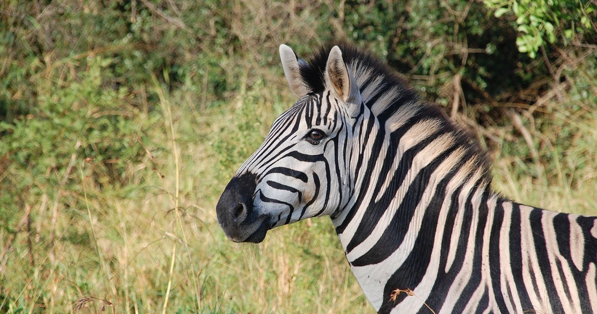 Po co zebra ma paski? W końcu świat naukowy rozwiązał odwieczną zagadkę /Geekweek