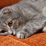 Po czym poznać, że kot umiera? Oto niepokojące sygnały