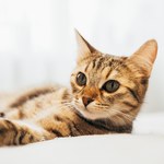 Po czym poznać, że kota coś boli? Nie bagatelizuj tych sygnałów