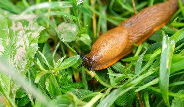 Po deszczu wyjdź do ogrodu i rozlej na trawniku. Ślimaki uciekną, gdzie pieprz rośnie