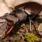Belgia Po fali upałów nagle zniknęły. Nawet naukowcy nie mogą ich znaleźć