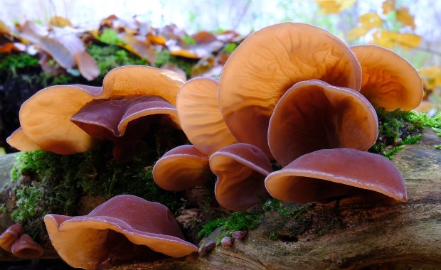 ​Po grzyby mun do lasu. Zimowe grzybobranie w Polsce