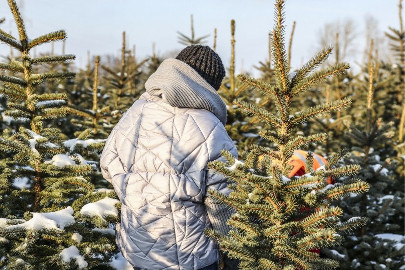 Po ile choinki w 2023 roku? Znamy już pierwsze ceny drzewek na Boże Narodzenie 