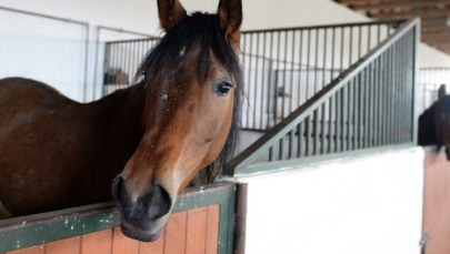 Po informacjach RMF FM senator Dobrzyński zrzeka się roszczeń wobec stadniny w Michałowie
