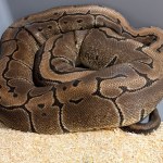 Wąż Po klatce schodowej w Krakowie pełzał wąż. W mieszkaniu było ich aż 148