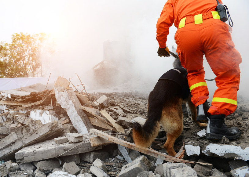 Po klęskach żywiołowych typu trzęsienia ziemi czy huragany, psy gruzowe są nieocenioną pomocą /123RF/PICSEL