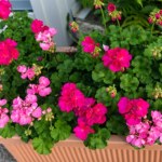 Po lecie liście pelargonii żółkną? Wystarczy zmienić jeden nawyk