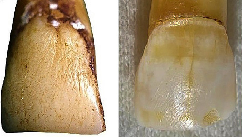 Po lewej ząb makaka japońskiego, a po prawej neandertalczyka /materiały prasowe