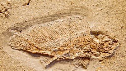 Po największym wymieraniu w dziejach życie na Ziemi odrodziło się szybko 