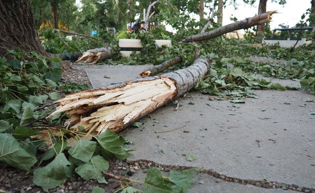 Po nawałnicach w Kielcach potrzebna pomoc także dla poranionych ptaków