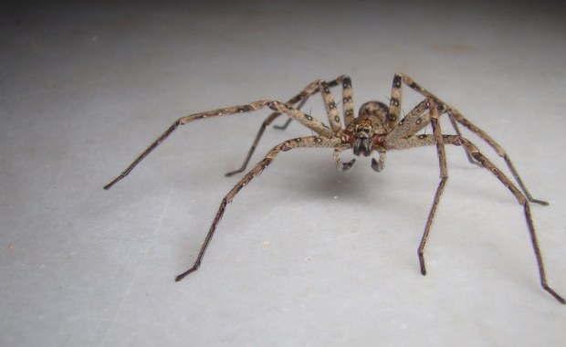 Po Niemczech rozprzestrzenia się egzotyczny pająk Nosferatu