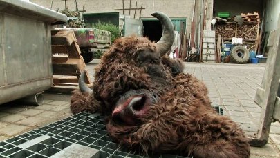 Po niemieckiej stronie Odry zastrzelono żubra. Przywędrował z Polski