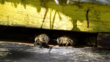 Po oprysku zginęło 7,5 mln pszczół. Rolnikowi grozi 8 lat więzienia