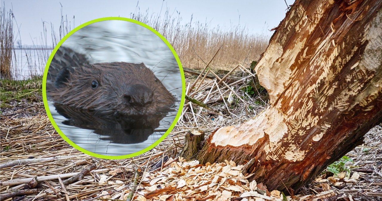 Po pięciu wiekach nieobecności bobry zadomowiły się we Włoszech. Ich populacja odradza się naturalnie, ale też za sprawą nielegalnych działań /maciejbledowski/123rf/Katarina Sterna/Unsplash /