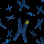 Po raz pierwszy w historii zaobserwowano translokację chromosomu