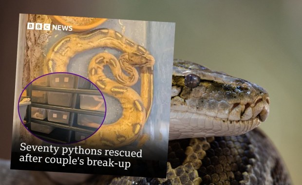 Po rozstaniu z partnerką porzucił ok. 70 pytonów. "Scena jak z horroru"