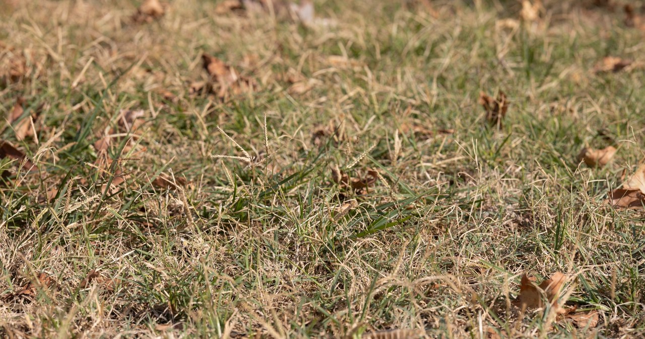Po suszy należy odpowiednio zadbać o trawnik. /123RF/Picsel, 123RF/Picsel /Pixel