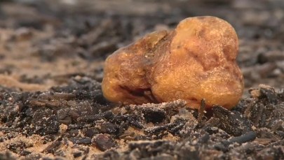 Po sztormie wyruszyli na plaże szukać bursztynu. "Coś wspaniałego" 