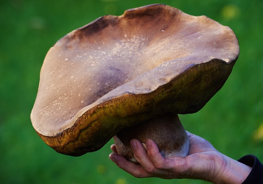 Po takie grzyby tylko na Kaszuby! /Adam Warżawa /PAP