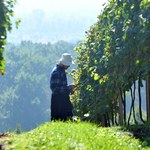 Po winobraniu - stan polskiego winiarstwa